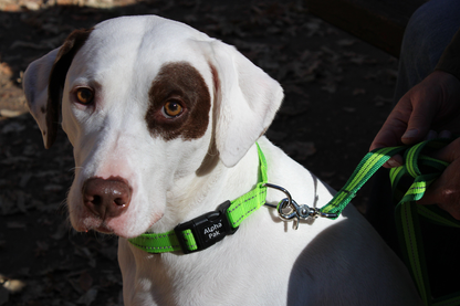 Appalachian Kiwi Green Dog Collar