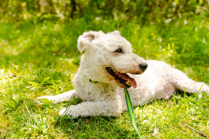 Appalachian Kiwi Green Dog Collar