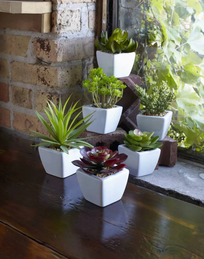 Potted Succulent (Set of 6) 7"H Ceramic/Plastic