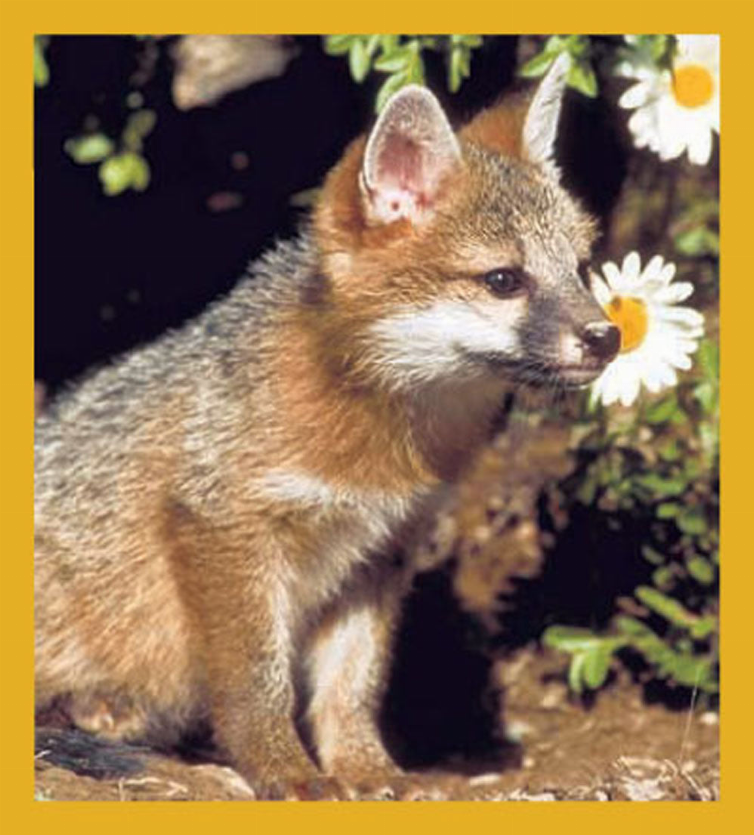 Baby Fox - Magnetic Bookmark