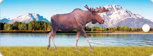 Moose Walking - Motion Bookmark