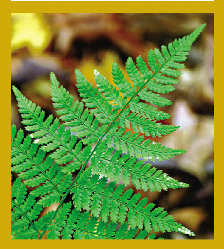 Fern - Magnetic Bookmark