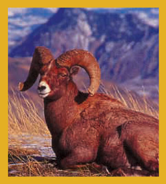 Bighorn Sheep - Magnetic Bookmark