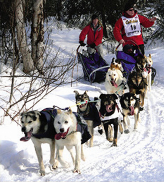 Dog Sled Team - Magnetic Bookmark