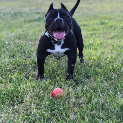 SN Asteroid Ultra Durable Rubber Chew Toy