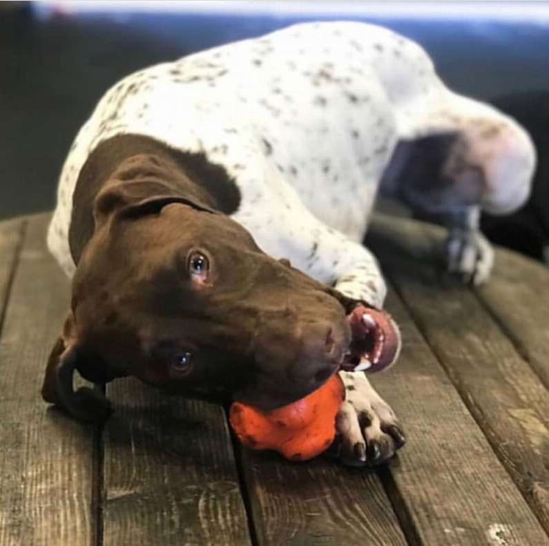 SP Crazy Bounce Ultra Durable Rubber Chew & Retrieving Toy