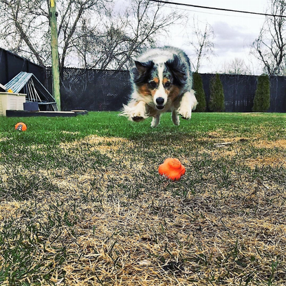 SP Crazy Bounce Ultra Durable Rubber Chew & Retrieving Toy