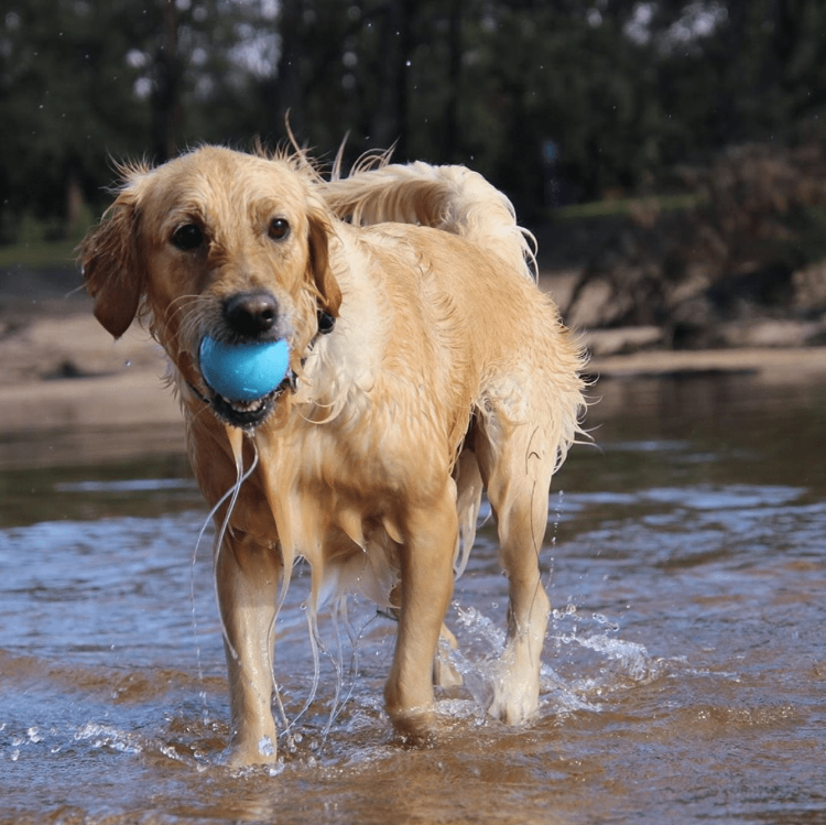 SP Wag Ball Ultra Durable Synthetic Rubber Chew Toy & Floating Retrieving Toy