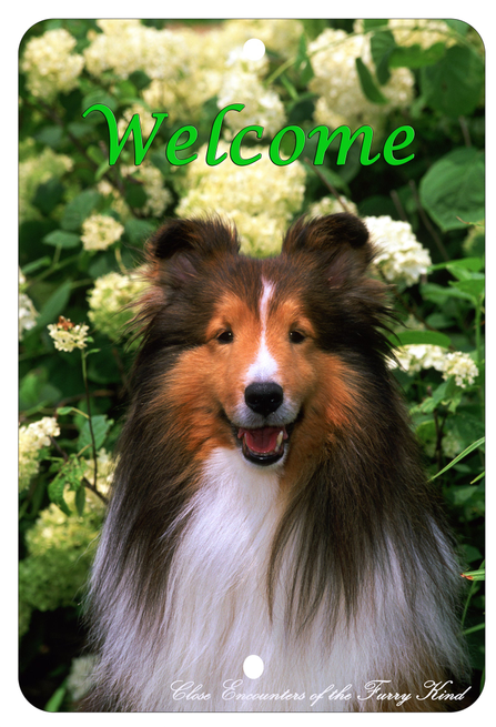 Sheltie - Best of Breed  Indoor/Outdoor Aluminum Sign