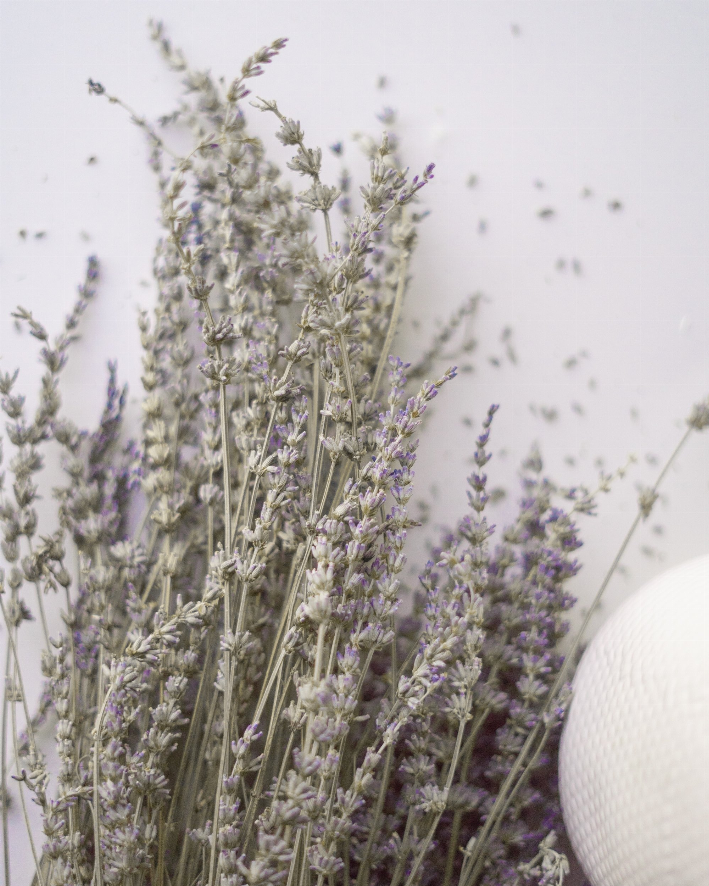 Dried Lavender