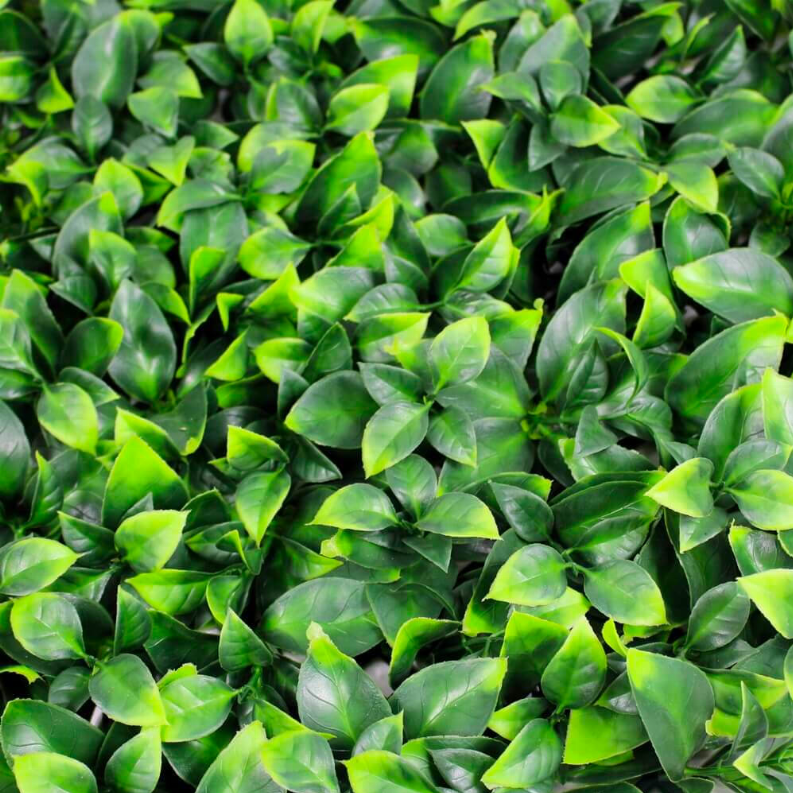 Jasmine Green Wall 32.29 square foot UV Protected