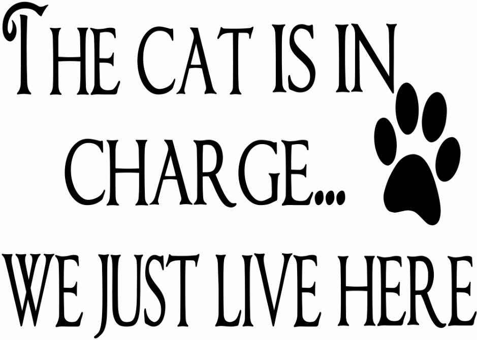 THE CAT IS IN CHARGE... WE JUST LIVE HERE