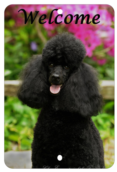 Black Poodle - Best of Breed  Indoor/Outdoor Aluminum Sign