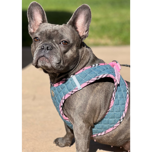 Step-In Denim Harness