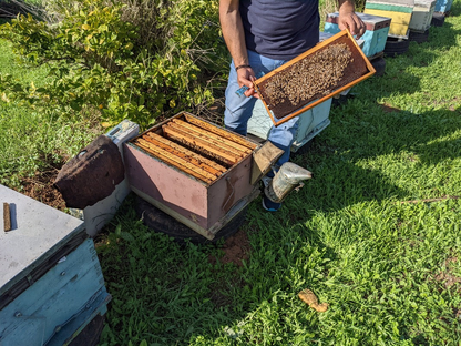 Raw Organic Wildflower Honey