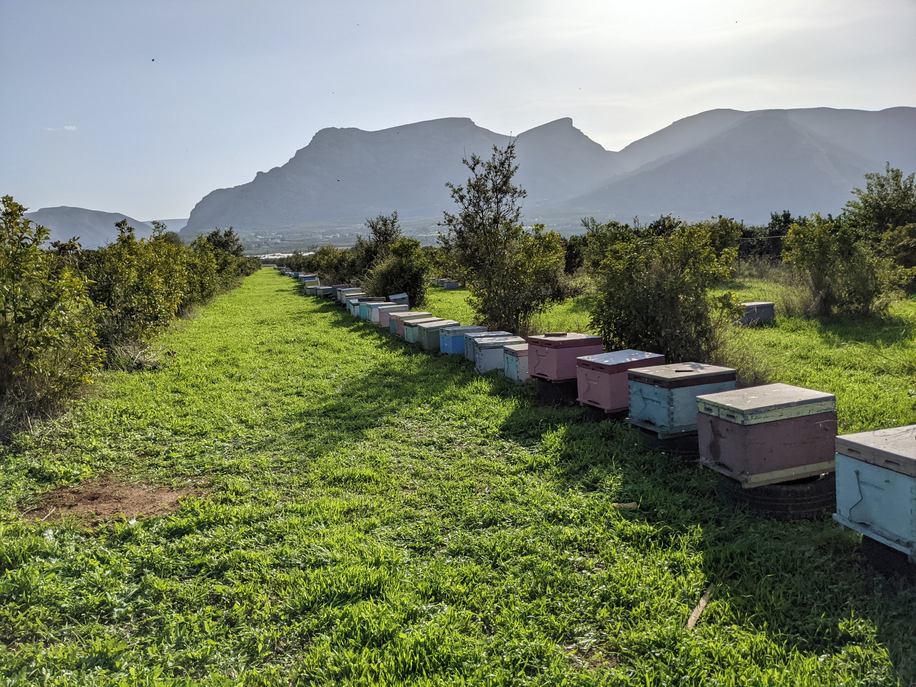 Raw Organic Wildflower Honey