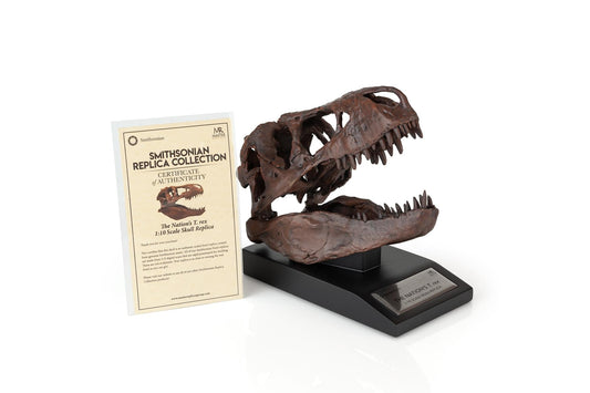 The Nation's T-Rex Skull Statue § 6-Inch Smithsonian Fossil Replica§ 1:10 Scale